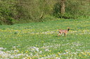 BUITEN BEELD Foto: 34055