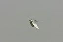 BUITEN BEELD Foto: 34132
