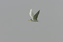 BUITEN BEELD Foto: 34133