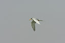 BUITEN BEELD Foto: 34134