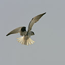 BUITEN BEELD Foto: 34176