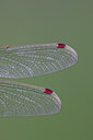BUITEN BEELD Foto: 34467