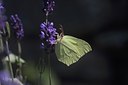 BUITEN BEELD Foto: 34477