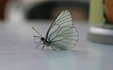 BUITEN BEELD Foto: 34478