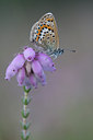 BUITEN BEELD Foto: 34499