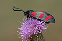 BUITEN BEELD Foto: 34506
