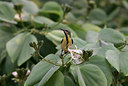 BUITEN BEELD Foto: 34518