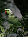 BUITEN BEELD Foto: 34525