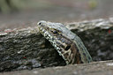 BUITEN BEELD Foto: 34529