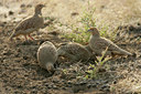 BUITEN BEELD Foto: 34592