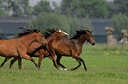 BUITEN BEELD Foto: 34679