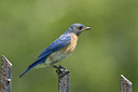 BUITEN BEELD Foto: 34910