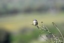 BUITEN BEELD Foto: 34942