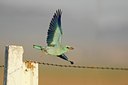 BUITEN BEELD Foto: 34969