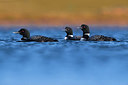 BUITEN BEELD Foto: 349015