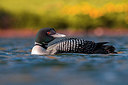 BUITEN BEELD Foto: 349026