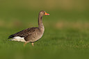 BUITEN BEELD Foto: 349096