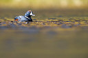 BUITEN BEELD Foto: 349102