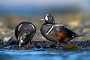 BUITEN BEELD Foto: 349114