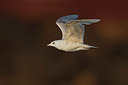 BUITEN BEELD Foto: 349171