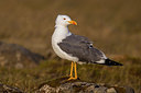 BUITEN BEELD Foto: 349174