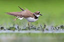BUITEN BEELD Foto: 349235