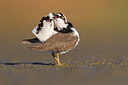 BUITEN BEELD Foto: 349238