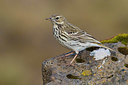 BUITEN BEELD Foto: 349263