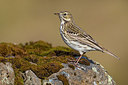 BUITEN BEELD Foto: 349266