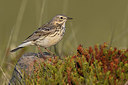 BUITEN BEELD Foto: 349277
