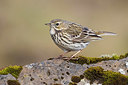 BUITEN BEELD Foto: 349284