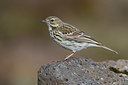 BUITEN BEELD Foto: 349291