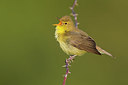 BUITEN BEELD Foto: 349293