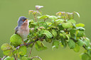 BUITEN BEELD Foto: 349296