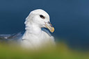 BUITEN BEELD Foto: 349303