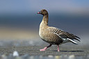BUITEN BEELD Foto: 349384