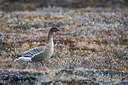 BUITEN BEELD Foto: 349385