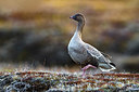 BUITEN BEELD Foto: 349389