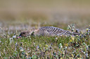 BUITEN BEELD Foto: 349392
