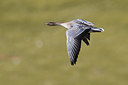 BUITEN BEELD Foto: 349399