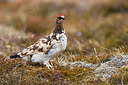 BUITEN BEELD Foto: 349423
