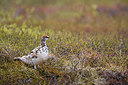 BUITEN BEELD Foto: 349425