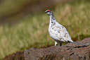 BUITEN BEELD Foto: 349426
