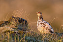 BUITEN BEELD Foto: 349429