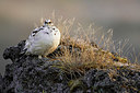 BUITEN BEELD Foto: 349432