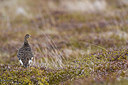 BUITEN BEELD Foto: 349435