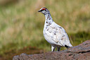 BUITEN BEELD Foto: 349437