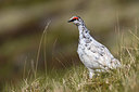 BUITEN BEELD Foto: 349439