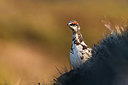 BUITEN BEELD Foto: 349444