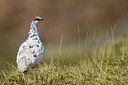 BUITEN BEELD Foto: 349447